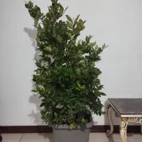 گل یاس هلندی