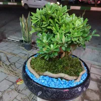 بنسای میخک هندی
