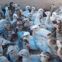 مرغ شاخدار و جوجه شاخدار|حیوانات مزرعه|تهران, اکباتان|دیوار