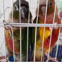 گرینچیک مولد