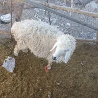 بره نر و ماده.سبک.بردسیر|حیوانات مزرعه|بردسیر, |دیوار