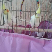 یک جفت عروس هلندی
