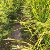 چلتوک لنجانی