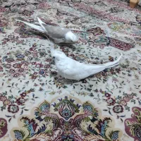 طوطی عروس هلندی مولد