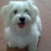 سگ شیتزو 6 ماهه