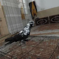 کفتر|پرنده|قم, صفائیه|دیوار