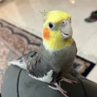 مژدگانی دو ملییون تومانی