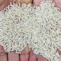 برنج کشت دومه طارم هاشمی