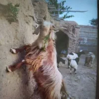 گوسفند