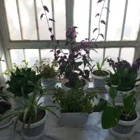 گل و گیاه|گل و گیاه طبیعی|نیشابور, شریعتی|دیوار