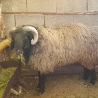 قوچ ملحه،بذری،قوچ درجه یک|حیوانات مزرعه|ششده و قره بلاغ, |دیوار