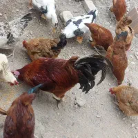 فروش مرغ و خروس یجایی