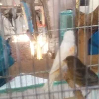 قناری سبز چمنی آماده|پرنده|اسفرورین, |دیوار