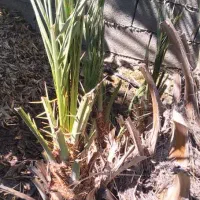 فروش پاجوش نخل قصب و کبکاب