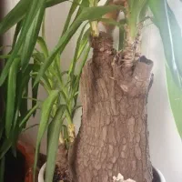 گلدان گل یوکا بسیـار زیبا