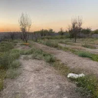 باغ