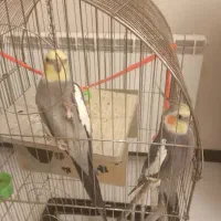 عروس هلندی باهوش