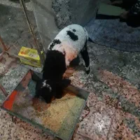 بره ماده دوقلوزا ۶ملیون