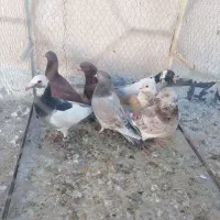 7عدد کبوتر پرشی