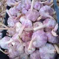 سیر بذری مغان