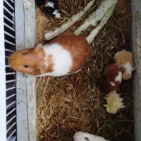 پنج عدد خوکچه هندی