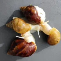 فروش حلزون|خزنده|جهرم, |دیوار