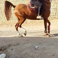اسب مادیان خالص و سواریدار