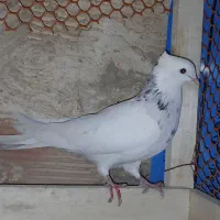 طوقی ماده|پرنده|بندر ماهشهر, |دیوار