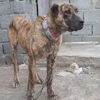 کوچوک ماده ۹ماه