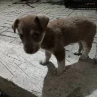 سگ پاکوتاه بغلی