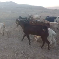 بهده|حیوانات مزرعه|مسجد سلیمان, |دیوار