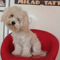 سگ شیتزوتریر  ماده ۱ساله