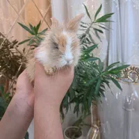 خرگوش لوپ|موش و خرگوش|مشهد, هفده شهریور|دیوار