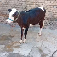 گاو و گوساله سیمینتال کله سفید