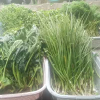 سبزی-فروشی-واوان