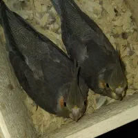 جوجه عروس دو ماهه