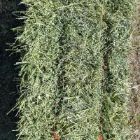 فروشی یونجه بسته بندی وخرمن کوب