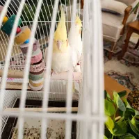 عروس هلندی بالغ|پرنده|اردستان, |دیوار