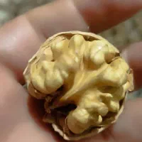 با سلام فروش گردو سپیدان خوش طعم و تازه