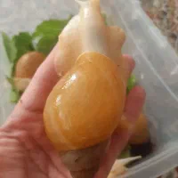 حلزون درمانی جهت حلزون تراپی و مولد