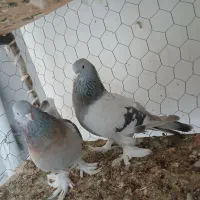 ترکیه ای بازی دار