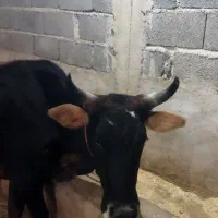 گاو با گوساله نر چالوسی