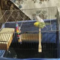 مرغ عشق نرو ماده بدون قفس صحیح و سالم