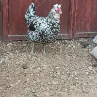 تخم مرغ گلین|حیوانات مزرعه|سمیرم, |دیوار