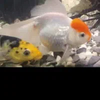 ماهی آکواریومی