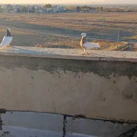 جفت نر پرنده طوقی|پرنده|قزوین, |دیوار