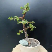 لوبیا سحر امیز و بنسای|گل و گیاه طبیعی|شیراز, سجادیه|دیوار