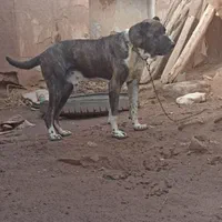 سگ گله ای درجه یک