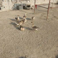 قو غاز سالم وسرحال