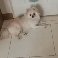 پامر سفید ماده|سگ|پرند, فاز ۲|دیوار